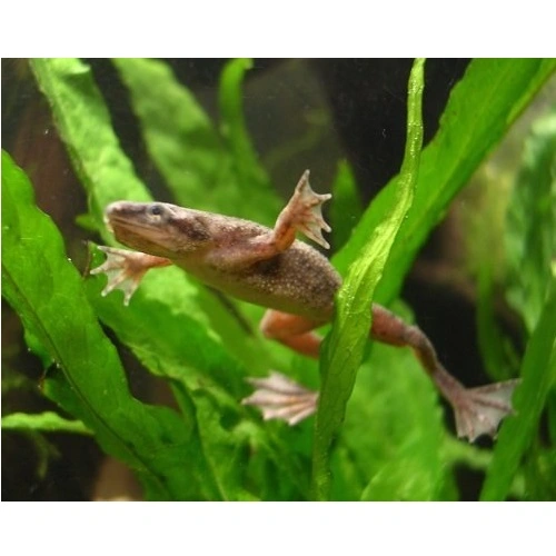 Dværgsporefrø (Hymenochirus sp)